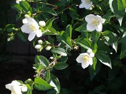 sweet mock orange
